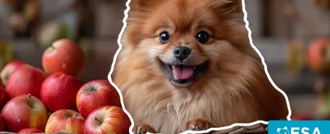 Can dogs eat apples?
