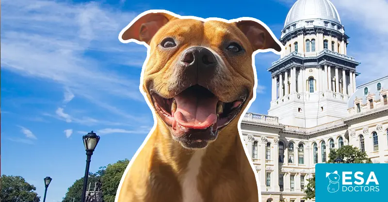 Illinois Emotional Support Animal Laws