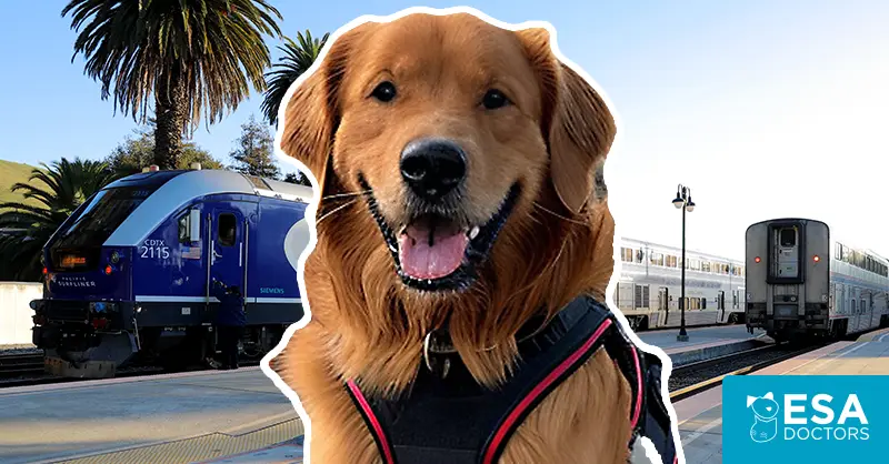 A Guide to Dog-Friendly Train Travel on Amtrak