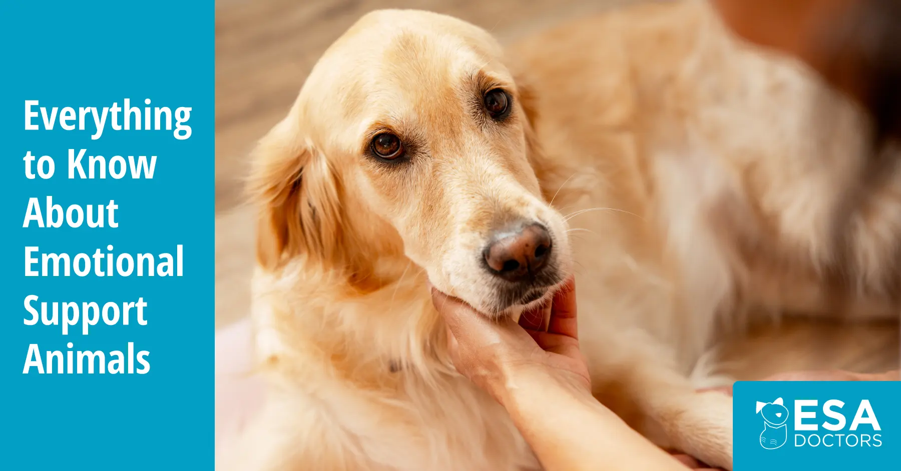 Everything to Know About Emotional Support Animals