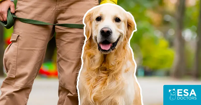How to Train a Service Dog For Anxiety