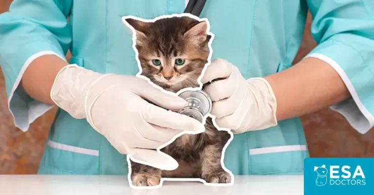 Best Pet Health Insurance Providers