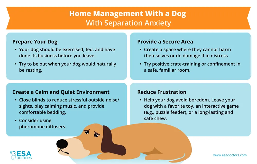 Home Management with a Dog with Separation Anxiety