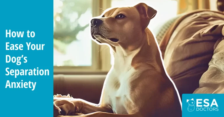 How to Help a Dog With Separation Anxiety