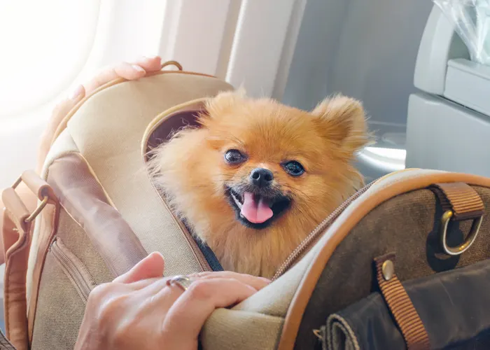 How to Fly with Your Pet on Alaska Airlines