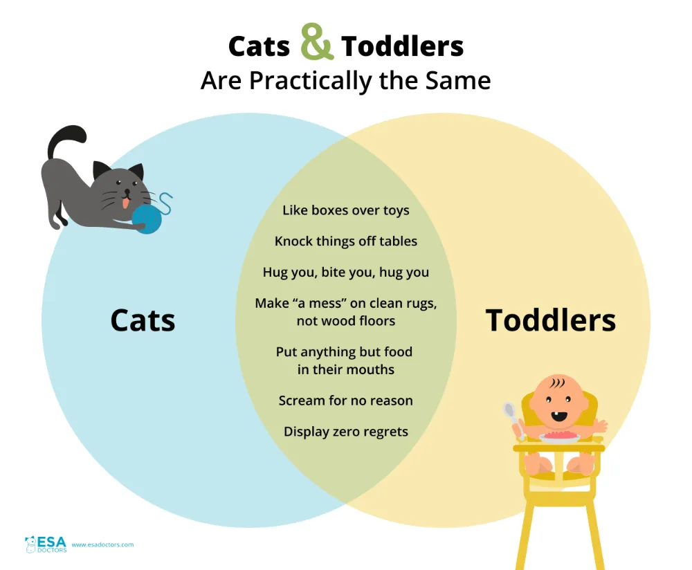 The similarities between cats and babies