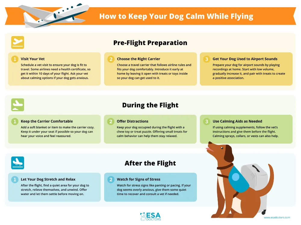 How to Keep Your Dog Calm While Flying - Infographic