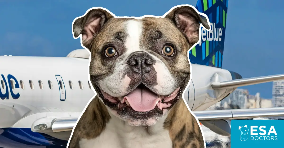 JetBlue Airways Pet Policy