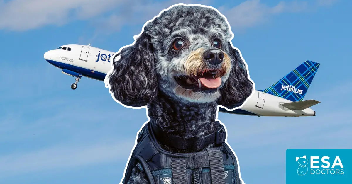 Jetblue policy for pets hotsell