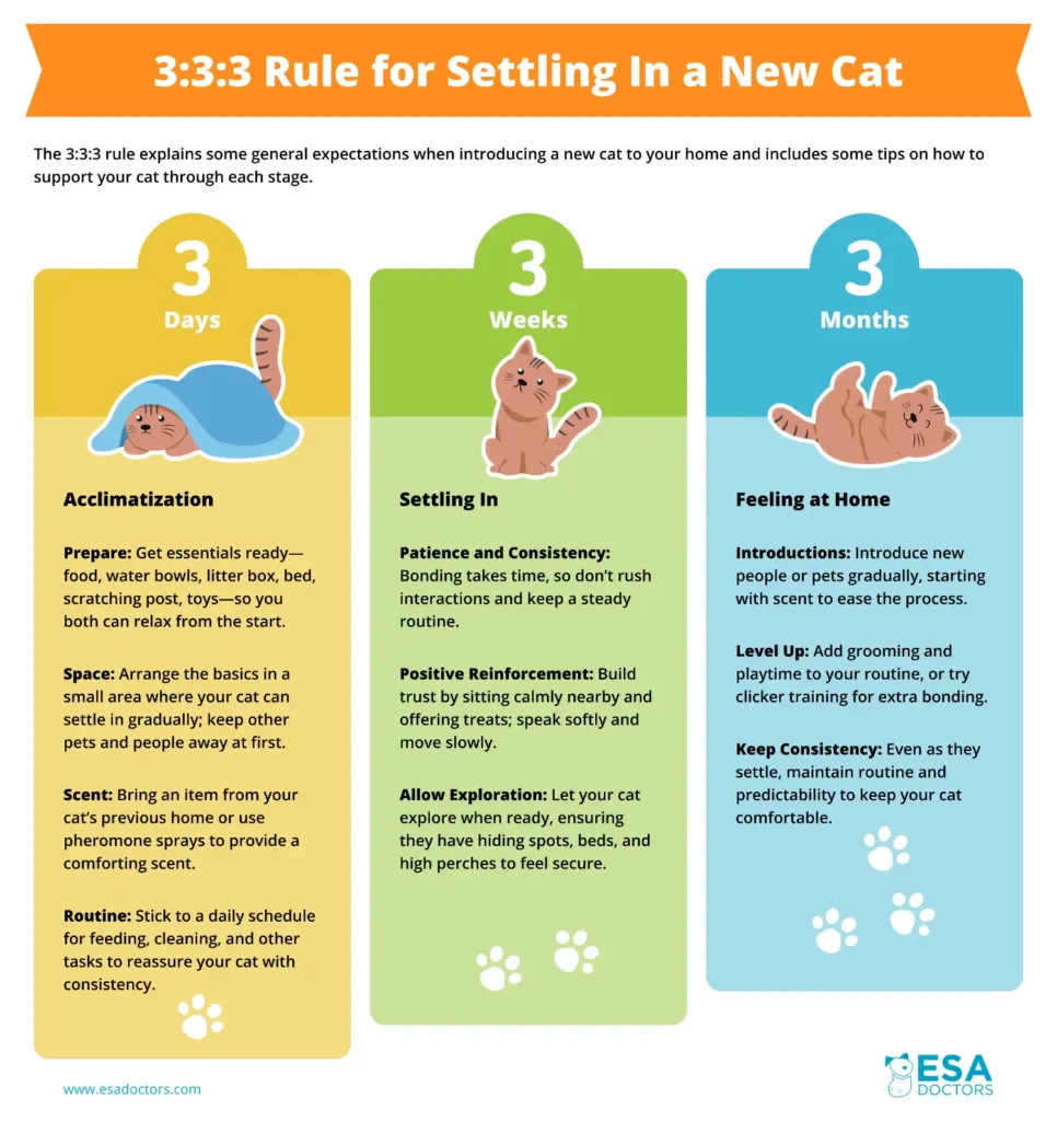 The 3:3:3 Rule for Settling in a New Cat