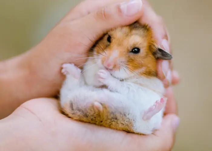 A hamster can function as emotional support animal