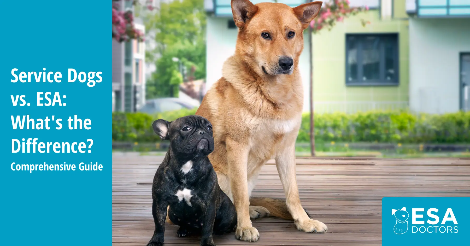Service Dogs vs. Emotional Support Animals: A Complete Guide to Understanding the Differences