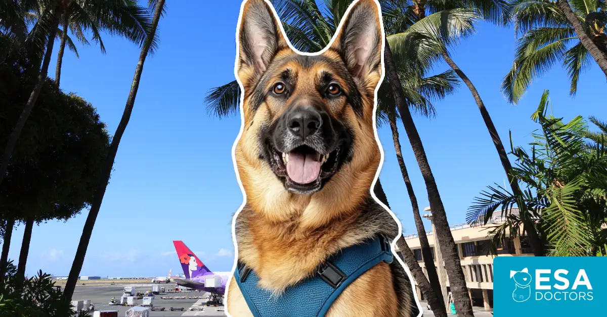 Hawaiian Airlines Service Dog Policy