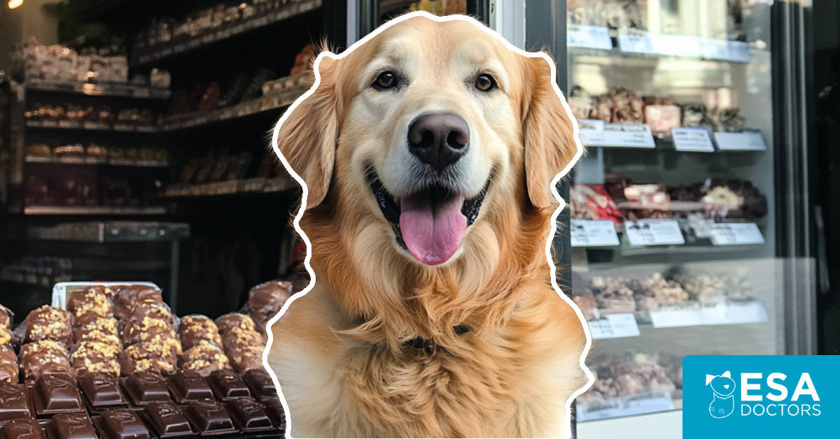 Visual Reference: The Dangers Of Chocolate For Dogs