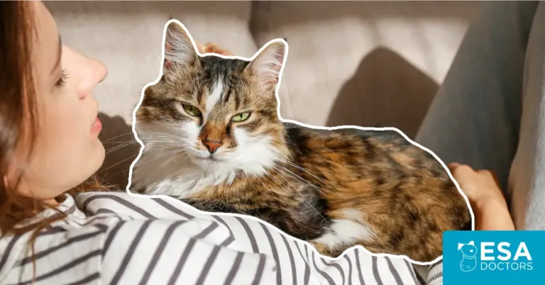 How to Make Your Cat Live Longer: New Research and Practical Tips