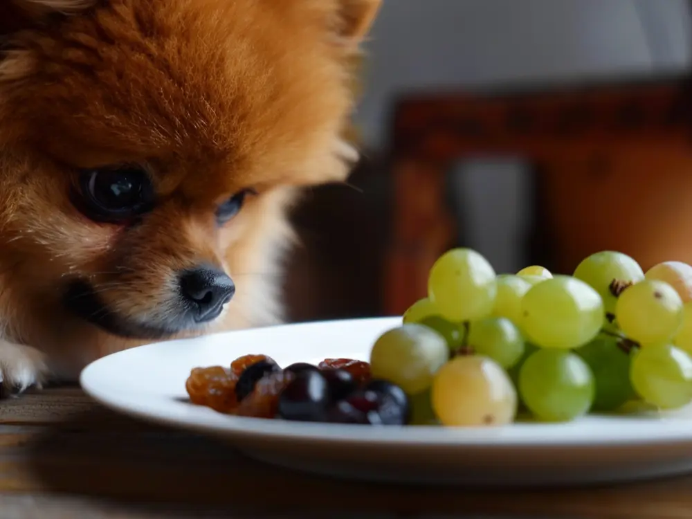 Can Dogs Eat Grapes?