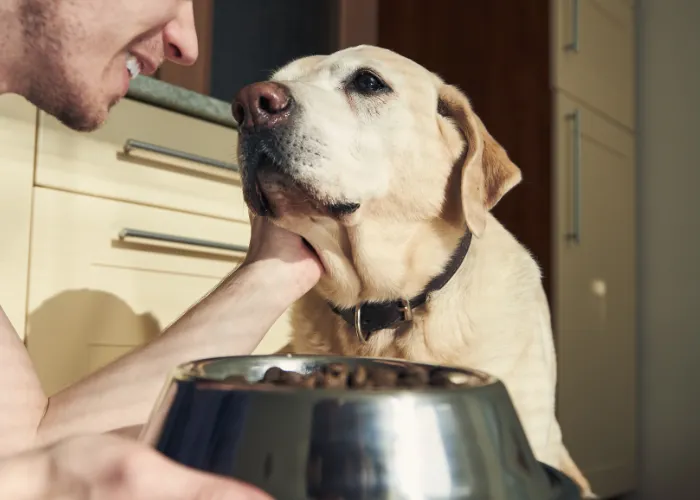 The Working of a Dog’s Internal Clock