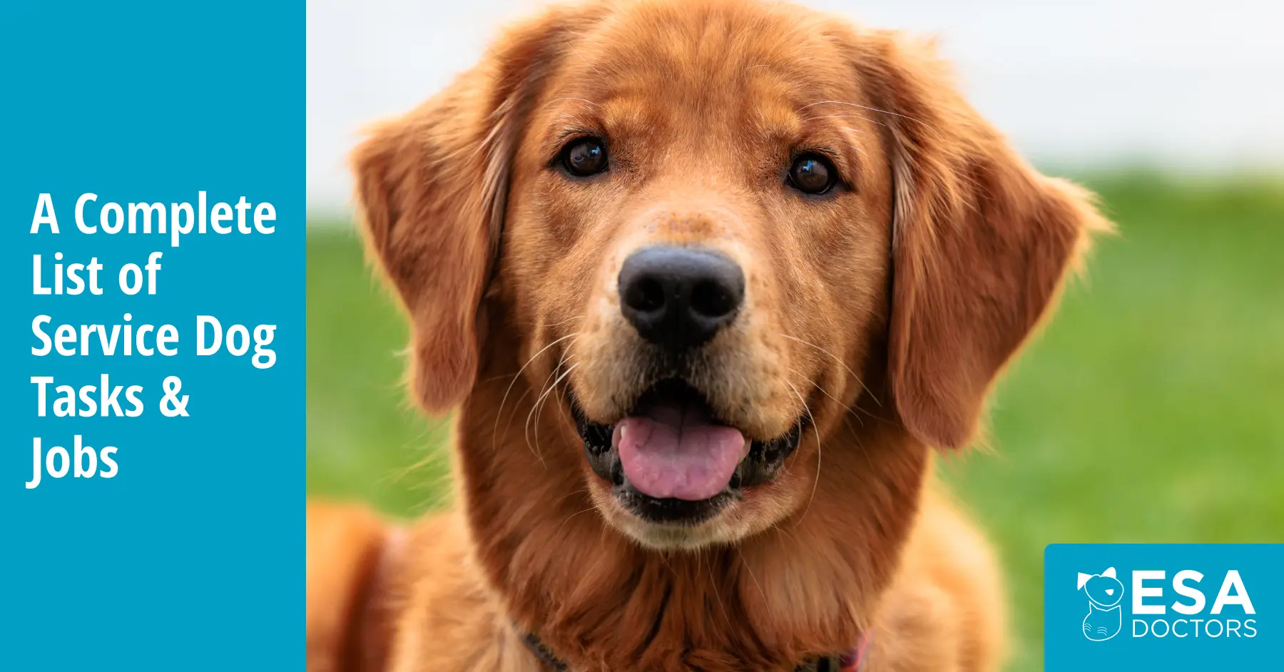 What Service Dogs Actually Do: Over 150 Tasks and Jobs