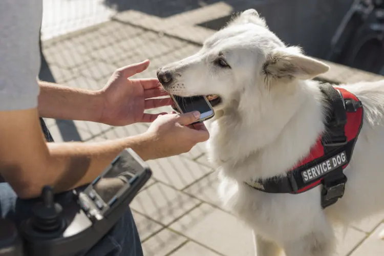 Service dog picking up a cell phone for their handler