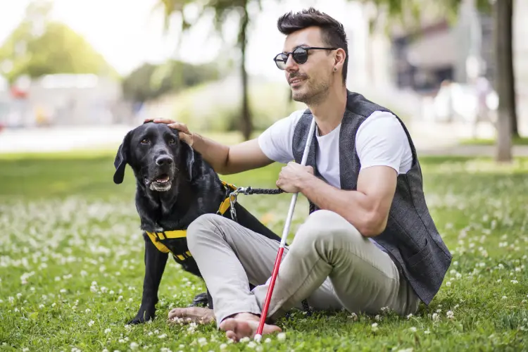 A service dog with their visually impaired handler enjoying the park