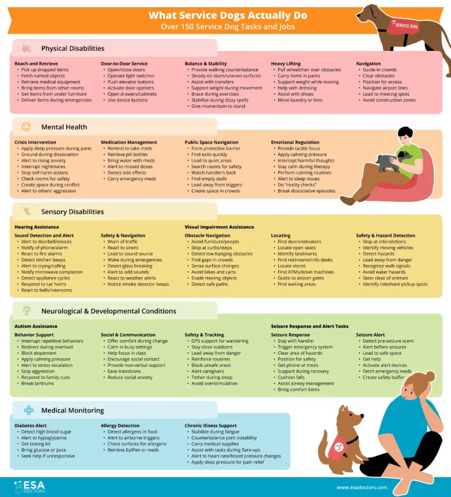 What Service Dogs Actually Do