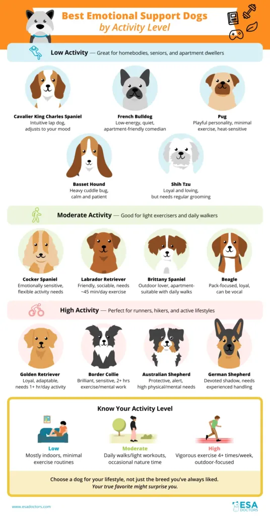 Best Emotional Support Dogs by Activity Level
