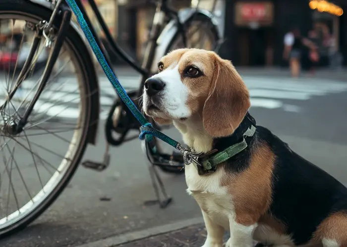 An emotional support dog Beagle waiting next to their owners bicycle.