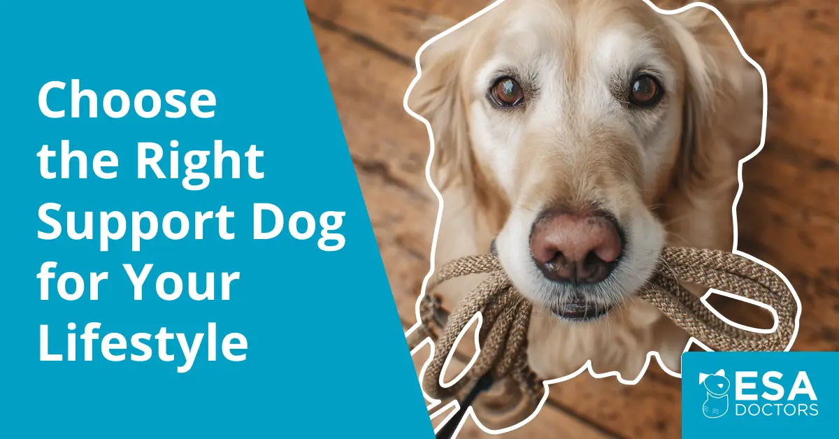 Best Emotional Support Dogs for Your Activity Level