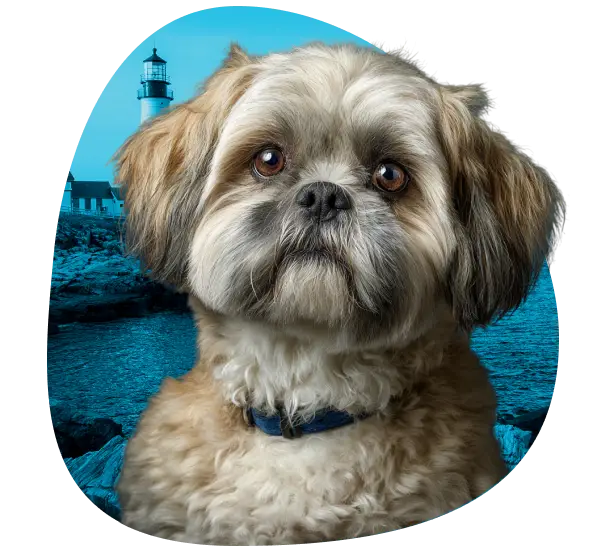 Get an ESA Letter in Maine