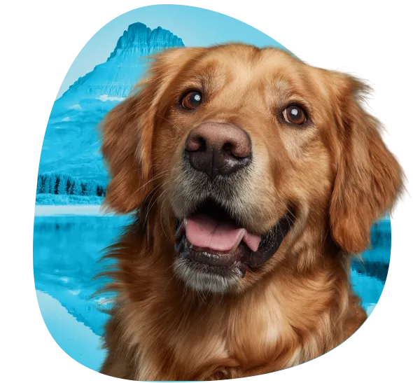 Get an ESA Letter in Montana