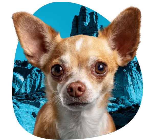 Get an ESA Letter in New Mexico