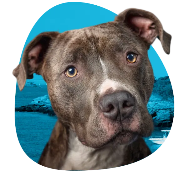 Get an ESA Letter in Rhode Island