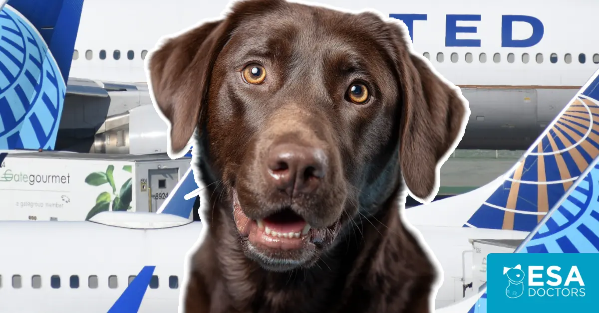 United Airlines Service Dog Policy