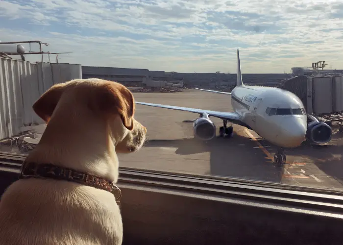 United Airlines Service Dog Policy