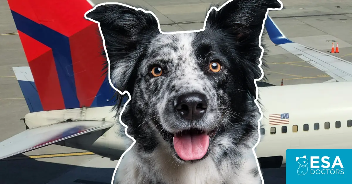 Delta Airlines Service Dog Policy