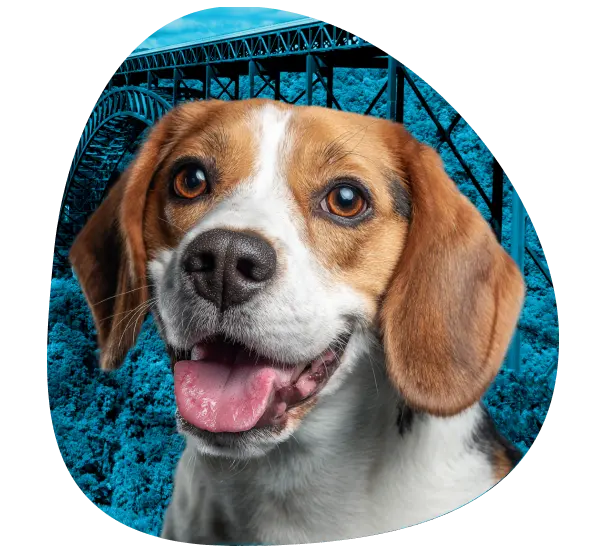 Get an ESA Letter in West Virginia