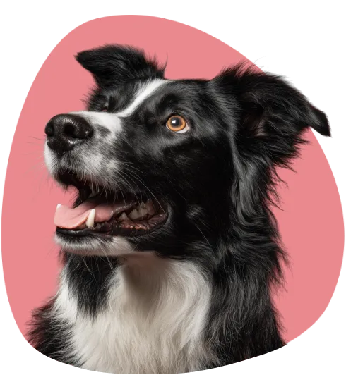 Get Your Psychiatric Service Dog Letter