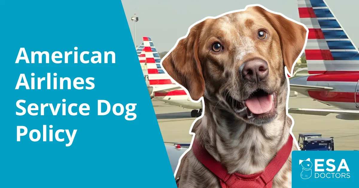 American Airlines Service Dog Policy