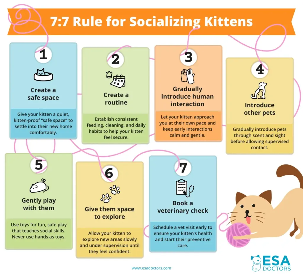 7:7 Rule for Socializing Kittens