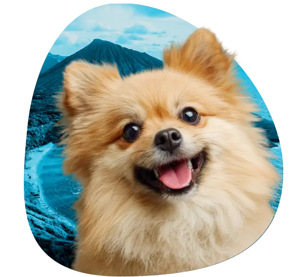 Get an ESA Letter in Hawai‘i