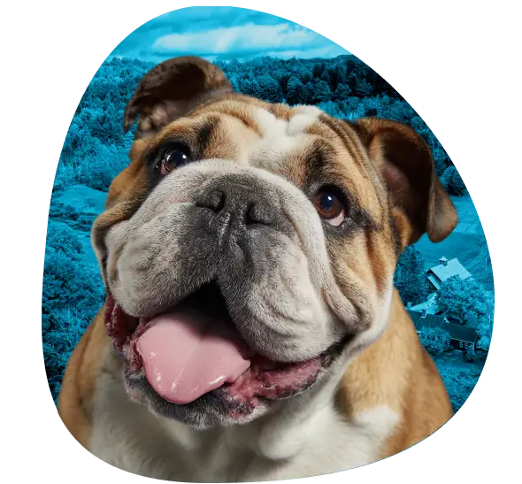 Get an ESA Letter in Vermont