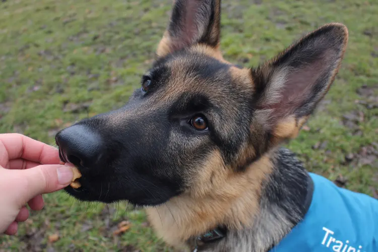 Service dog in training getting rewarded
