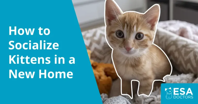 7:7 Rule for Socializing Kittens