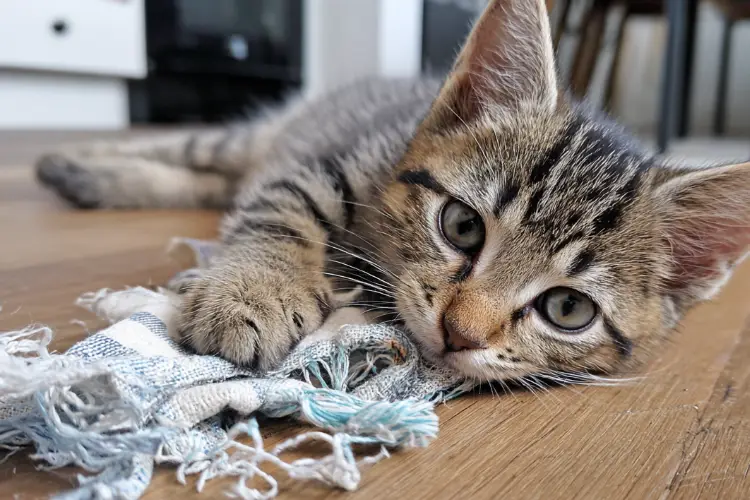 7:7 Rule for Socializing Kittens