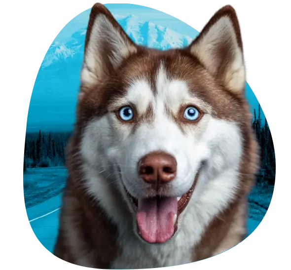 Get an ESA Letter in Alaska