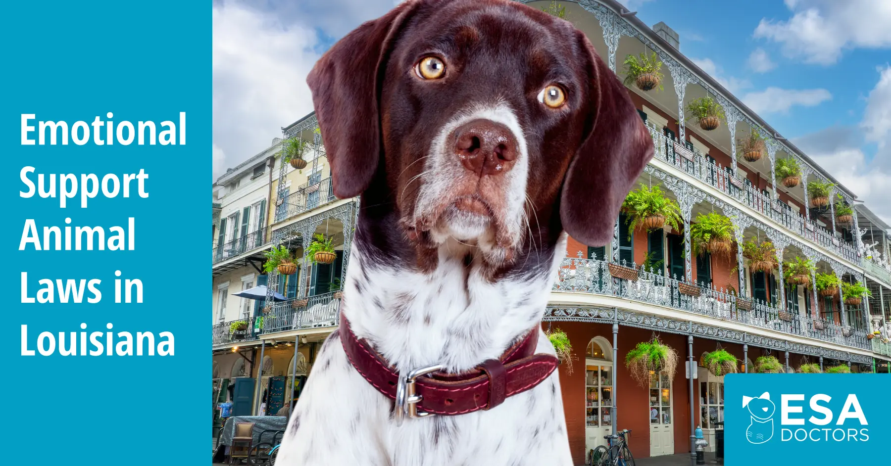 Louisiana Emotional Support Animal Laws