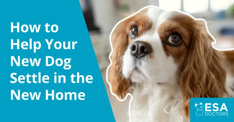 How to Help a Dog Adjust to a New Home