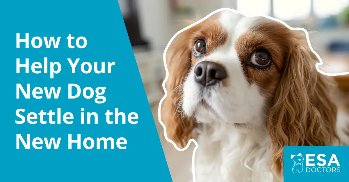How to Help a Dog Adjust to a New Home