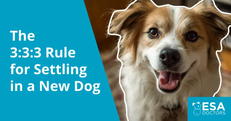 The 3:3:3 Rule for Settling in a New Dog