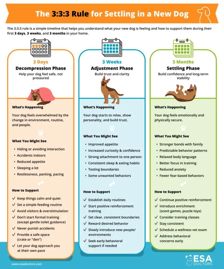 The 3:3:3 Rule for Settling in a New Dog